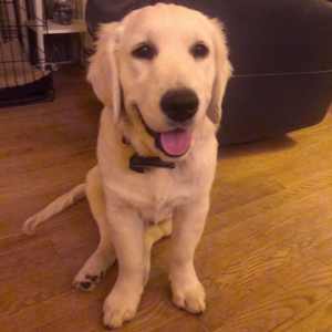 Bill's white lab