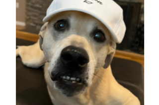 Rob's dog wearing a baseball hat