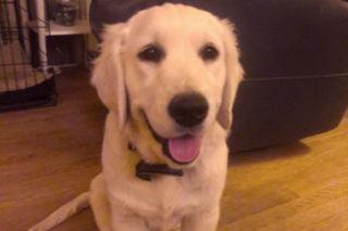 Bill's white lab