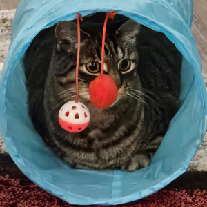 Mary's cat sitting in a tube 